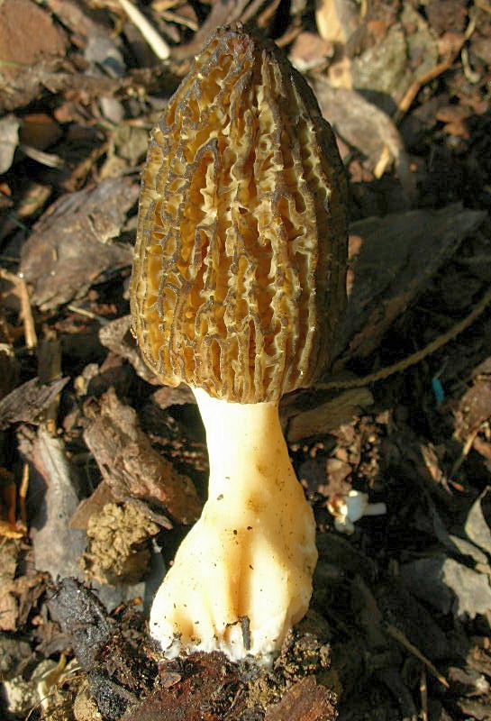 Morchella conica?